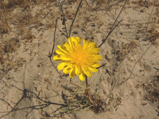 Sonchus maritimus- Grespino marittimo